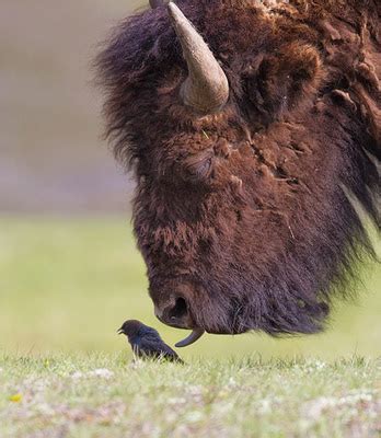 Funny pictures of bison - ONLINE NEWS ICON