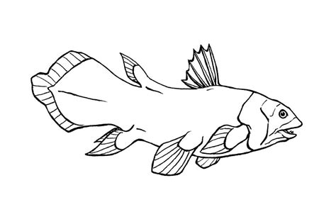 Coelacanth lineart by Ophionyx on DeviantArt