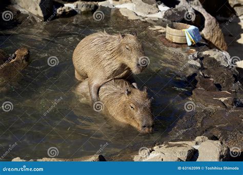 The Capybara Which Bathes In Hot Springs Stock Photo - Image: 63162099