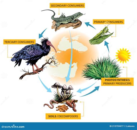 Decomposer Food Chain