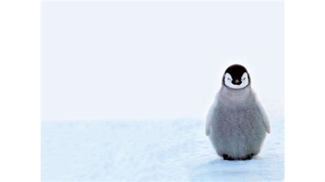 Download Cute Baby Animal Emperor Penguin Animal Penguin Image