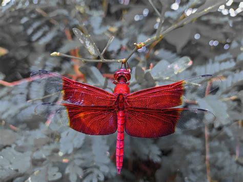 Red Dragonfly Sightings: Spiritual Meaning and Symbolism