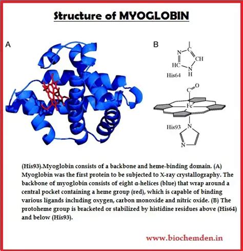 [DIAGRAM] Structure Of Myoglobin Diagram - MYDIAGRAM.ONLINE