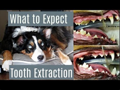 Dog Tooth Extraction: What to Expect [Updated Guide]