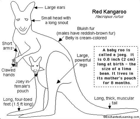 9 Kangaroo facts for kids ideas | kangaroo, kangaroo facts, kangaroo ...