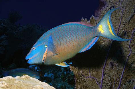 Queen Parrotfish Photograph by Charles Angelo - Pixels