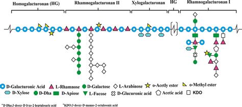 Schematic representation of the pectin structure | Download Scientific ...