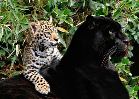 All In One Lovely Desktop & Mobile Wallpapers: Black Big Cats Wallpapers