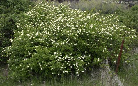 Cornus sericea - Plant ID @ HCP