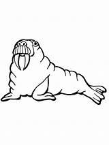 Free Printable Walrus Coloring Pages For Kids sketch template