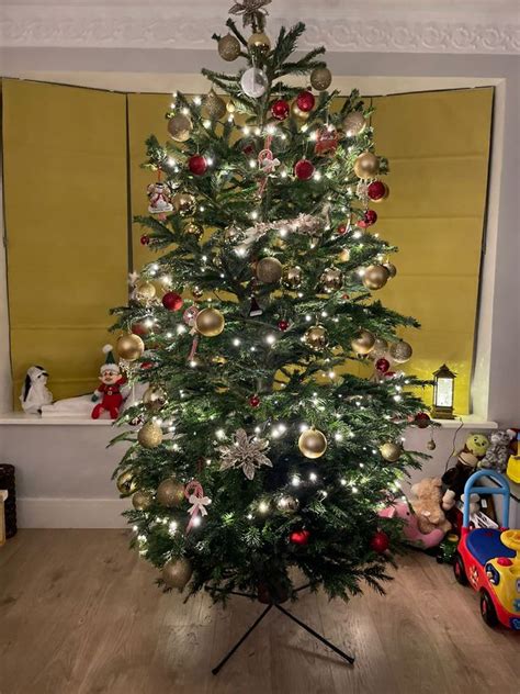 'I bought a real Aldi Christmas tree for €25 in Dublin - here is how it turned out' - Dublin Live