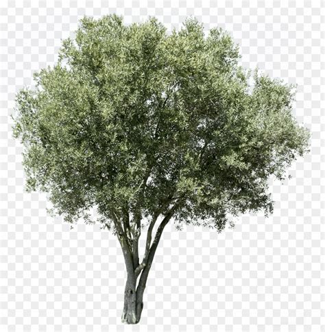 Free download | HD PNG olea europaea v olive tree cut out PNG ...