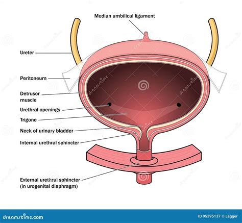 Urinary Bladder Anatomy 3d Medical Illustration Royalty-Free Cartoon | CartoonDealer.com #142329683