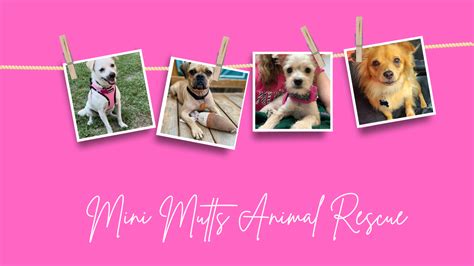 ADOPTABLE PETS – Mini Mutts Animal Rescue