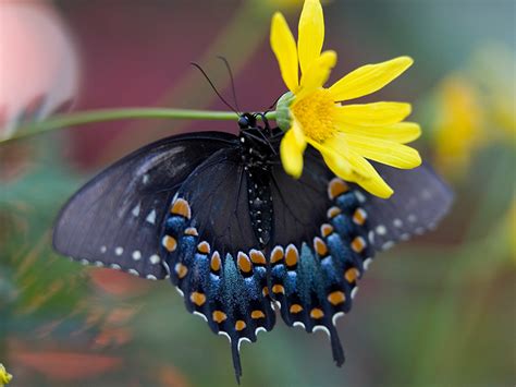 Bringing You Butterflies | Desert Botanical Garden