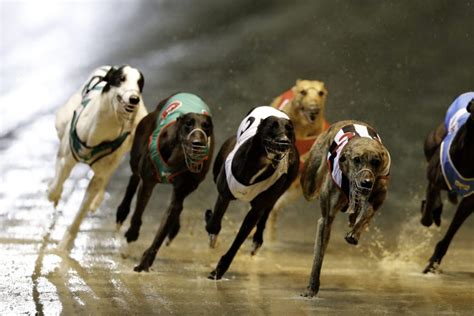 The Time To End Greyhound Racing In Australia Is Now, As Dogs Literally Run For Their Lives | Punkee