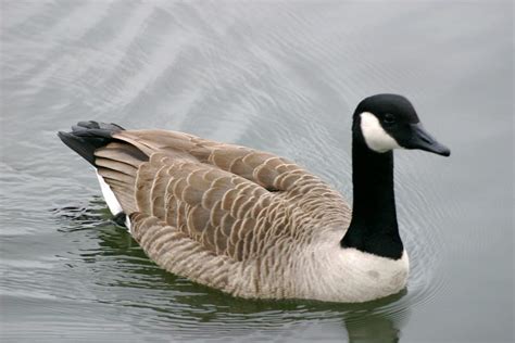 Brent Goose (Dark-bellied) - BirdWatch Ireland