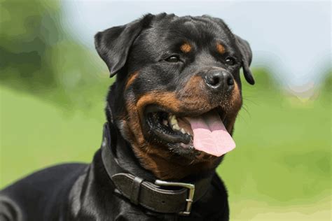 Are Rottweilers Bully Breeds? The Real Story – The German Shepherder