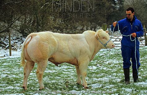 Minden Pictures stock photos - Domestic Cattle, Belgian Blue bull calf ...