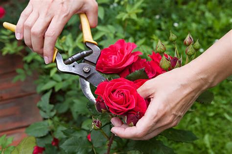 garden-maintenance-flowers | Martin Cuthbert