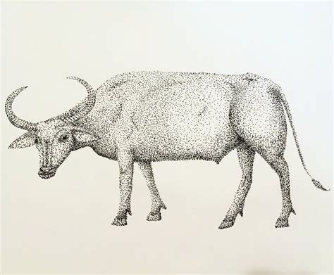 Carabao Drawing at GetDrawings | Free download