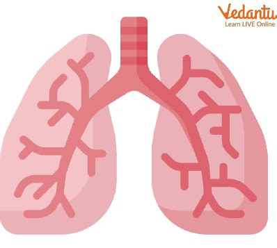 Lungs Diagram - Structure, Working, Importance and Facts