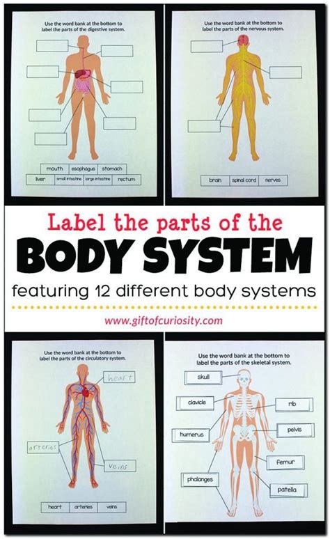 Free Printable Human Body Systems Worksheets - Printable Word Searches