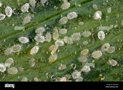 Glasshouse whitefly (Trialeurodes vaporariorum) larvae and pupae on an Alstroemeria leaf Stock ...