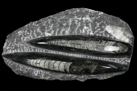 Polished Orthoceras (Cephalopod) Fossils - Morocco For Sale (#96651) - FossilEra.com