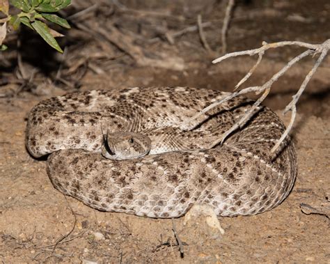 Another Night at Sabino Canyon – With Some Venomous Creatures ...