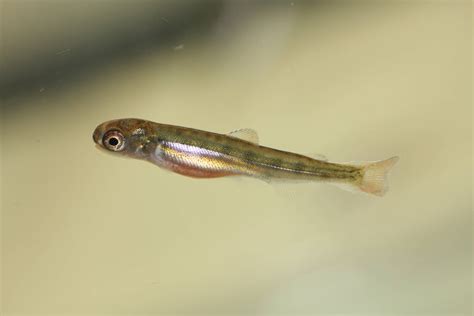 Aquaculture students care for baby salmon | Nelson Marlborough Institute of Technology (NMIT)