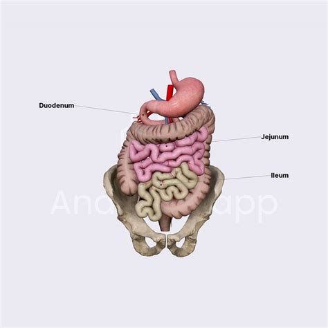 Jejunum and ileum | Gastrointestinal tract | Organ Systems | Anatomy ...