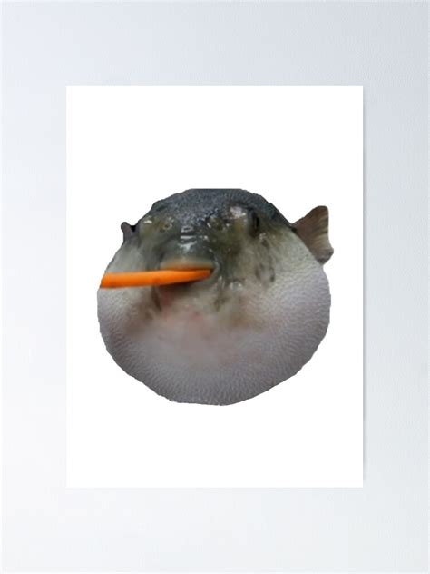 "Pufferfish Eating Carrot Meme" Poster for Sale by GoldenMinerMan3 | Redbubble