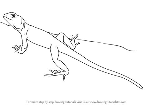 Lizard Outline Drawing at PaintingValley.com | Explore collection of Lizard Outline Drawing