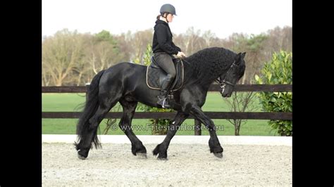 Friesian dressage horse Floris - YouTube