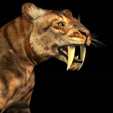 550+ Smilodon Stock Photos, Pictures & Royalty-Free Images - iStock