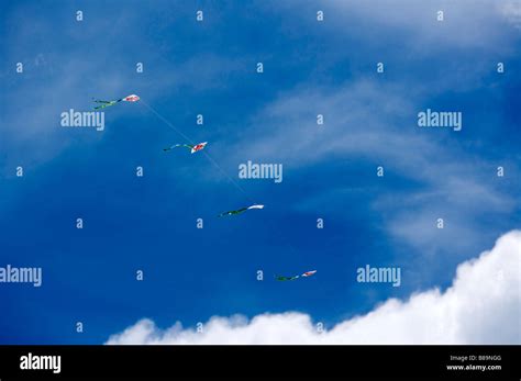 Kites flying in the sky Stock Photo - Alamy