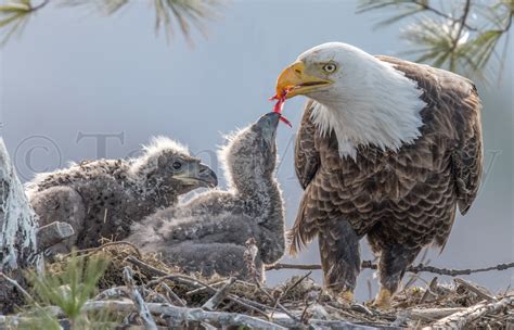 Bald Eagle Feeding Chicks – Tom Murphy Photography