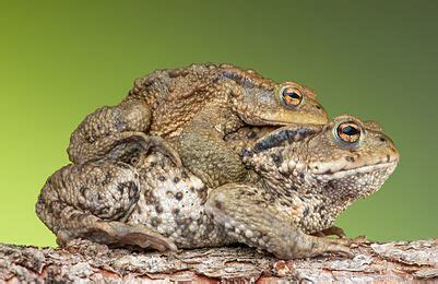 Wikipedia:Featured picture candidates/Amplexus (common toad) - Wikipedia