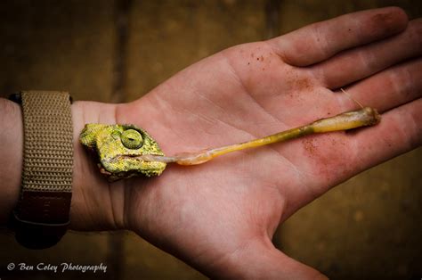 Chameleon autopsy teaches a lesson in life and death - Africa Geographic