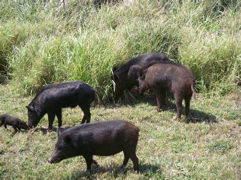 Division of Forestry and Wildlife: Forestry Program | Freshwater Replenishment