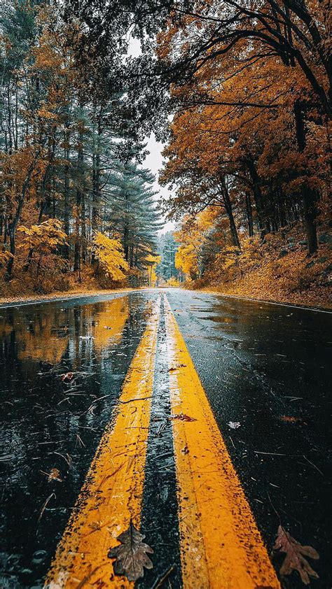 Wet Road, autumn, fall, leaves, nature, rainy, road, tree, HD phone ...