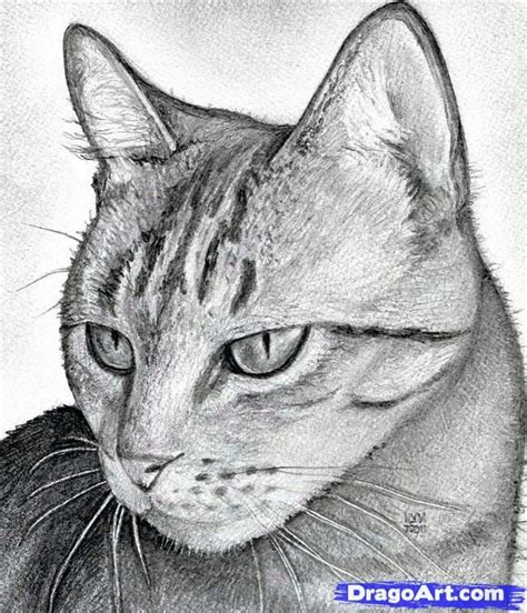 Cat Drawing Realistic | agentcats