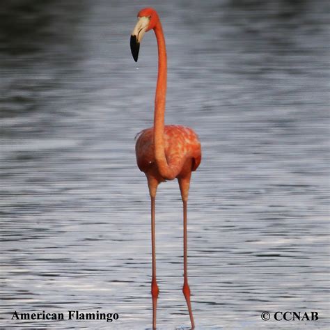 American Flamingo - North American Birds - Birds of North America