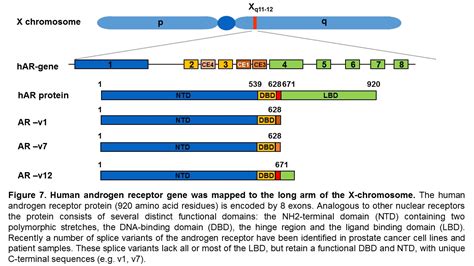 ENDOTXTFIG07 - Endotext