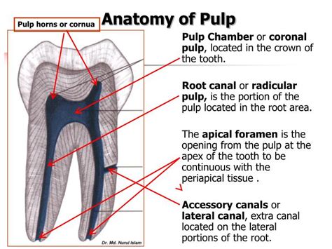 PPT - The Pulp PowerPoint Presentation - ID:4808756