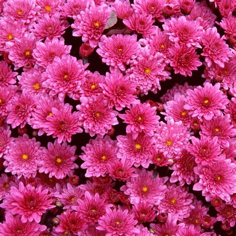 YouWall Beautiful Flowers Wallpaper wallpaper,wallpapers,free 1280×800 Wallpapers Of B… | Fondos ...