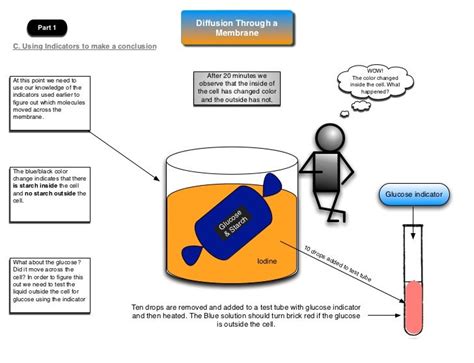 Diffusion Through A Membrane Lab