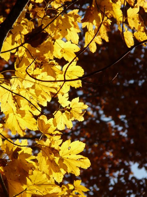 Fotos gratis : Arce de montaña, Acer pseudoplatanus, arce, Árbol de hoja caduca, Otoño dorado ...