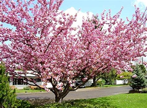 Saavyseeds Kwanzan Flowering Cherry Tree Seeds Organic - 20 Count - Self-fertile ...